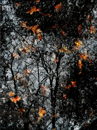 倒影，秋天，叶子，火焰