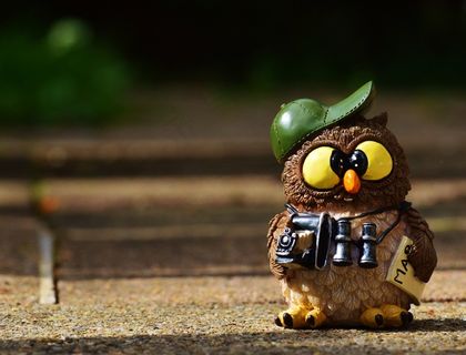 猫头鹰，摄影师，照片，游客，双筒望远镜