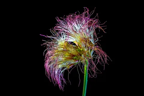 Schamscha花，开花，开花，有毛