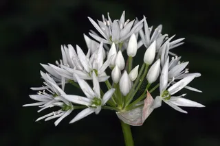 熊的大蒜，开花，森林，春天，白