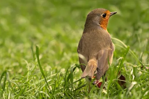 鸟，罗宾，年轻的动物，觅食，花园