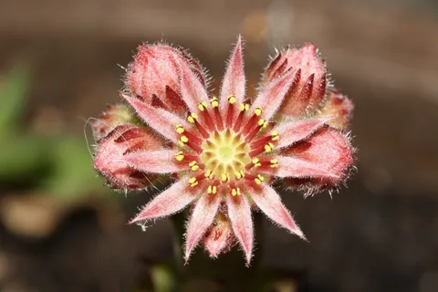 山Houseleek，Sempervivum，开花，盛开，粉红色