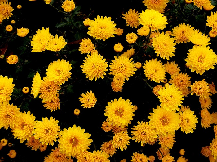 菊花，鲜花，黄色，秋，花，性质