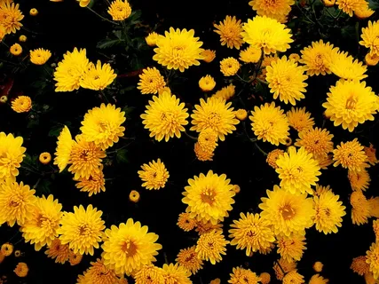 菊花,鲜花,黄色,秋,花,性质 菊花,鲜花,黄色,秋,花,性质