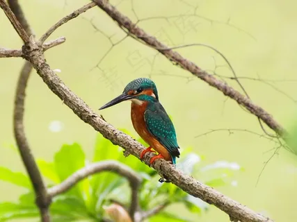 翠鸟,花卉,蜘蛛,玫瑰花,盆栽植物,翠鸟