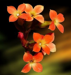 小，黄色，橙色，鲜花，开花，植物，自然