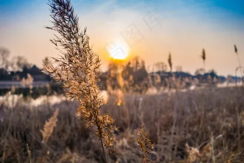 芦花,天空,麦田,芦苇,小麦,日落日出原野自然 芦花,天空,麦田,芦苇,小麦,日落日出原野自然