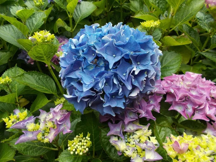 绣球花，蓝色，花，花园，开花，盛开