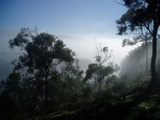 海雾，树木，有雾，森林，森林，景区，自然