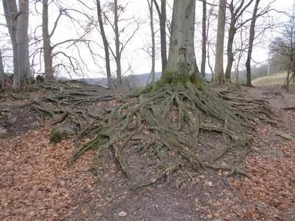 告别，森林，根，性质，叶子，树