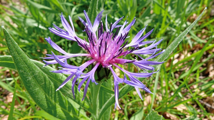 花，宏，性质，植物，花卉，紫，春天