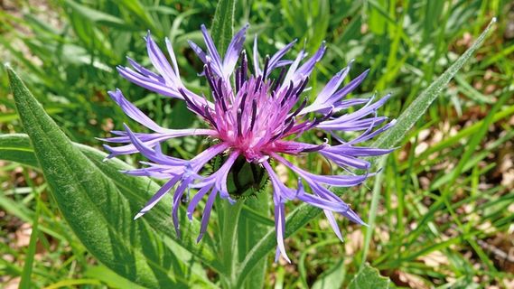 花，宏，性质，植物，花卉，紫，春天