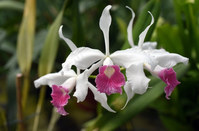 Laelia Purpurata，兰花，植物，花卉，宏，性质