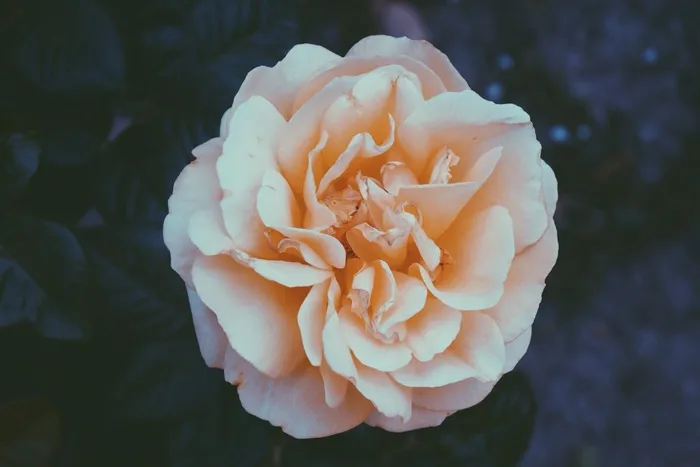 玫瑰，橙色，白色，花瓣，盛开，开花，花的