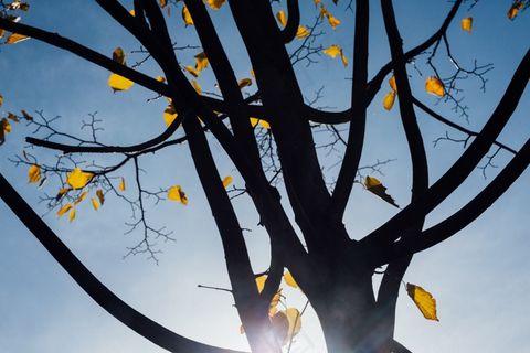 枯枝,腊梅花,天空,雪树银花,黄花风铃木,秋天的树叶