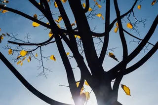 枯枝,腊梅花,天空,雪树银花,黄花风铃木,秋天的树叶