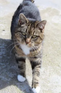 猫，虎斑猫，猫的，家养，条纹，宠物