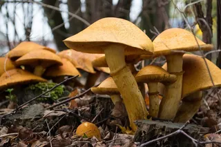 蘑菇，蘑菇，秋季，森林，自然