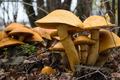 蘑菇,蘑菇,秋季,森林,自然 蘑菇,蘑菇,秋季,森林,自然