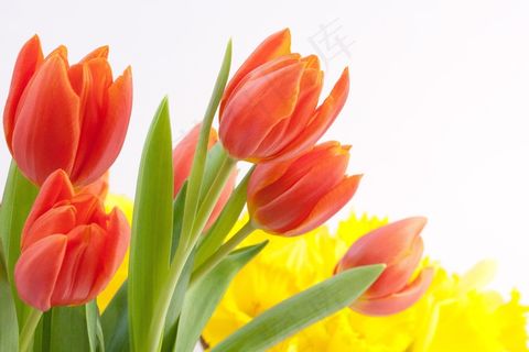 郁金香,花束,春天,Osterglocken,性质,鲜花 郁金香,花束,春天,Osterglocken,性质,鲜花