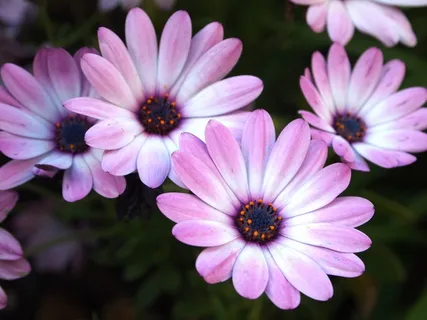 花,紫色,白色,自然,花的,春天,自然 花,紫色,白色,自然,花的,春天,自然