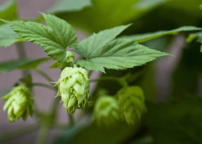 啤酒花，啤酒，芽，夏天，植物，自然，开花
