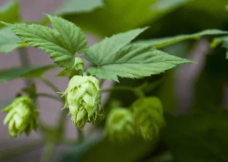 啤酒花,啤酒,芽,夏天,植物,自然,开花 啤酒花,啤酒,芽,夏天,植物,自然,开花