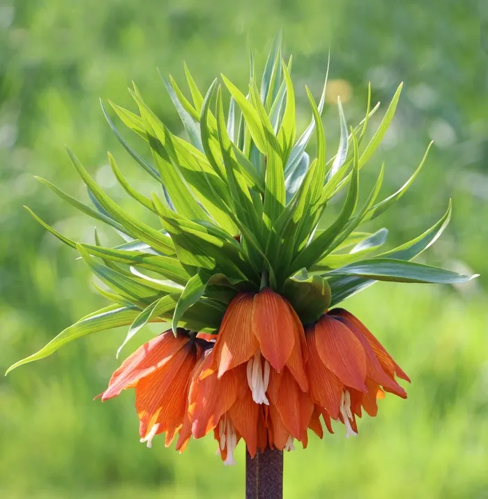 贝母，贝母极光，花，橙色