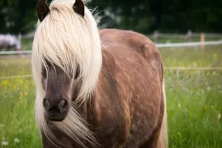 马，种马，鬃毛，金发，棕色，好奇，农场