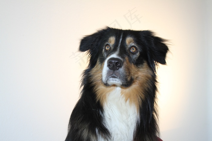 狗，澳大利亚牧羊犬，宠物，动物肖像