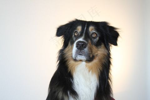 狗，澳大利亚牧羊犬，宠物，动物肖像