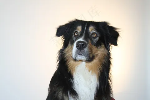 狗，澳大利亚牧羊犬，宠物，动物肖像