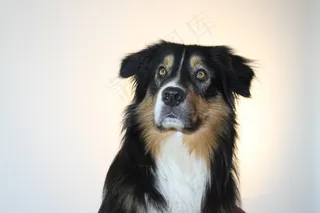 狗，澳大利亚牧羊犬，宠物，动物肖像
