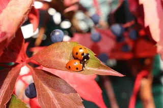 秋，藤，瓢虫，出现，叶子