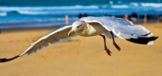海鸥，北海，海岸，海滩，天空，鸟，全身羽毛