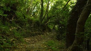 树木，森林，伍兹，自然，森林树木，景观