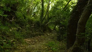 树木，森林，伍兹，自然，森林树木，景观