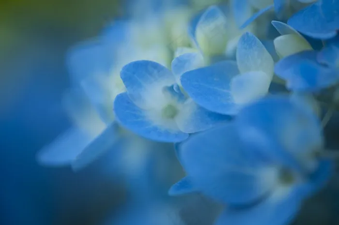 绣球，花，盛开，花的，开花，花瓣