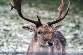 小鹿，赫希，森林