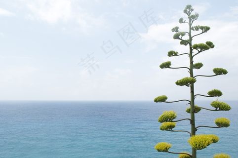 大自然，植物，树，绿色，环境，夏天，季节