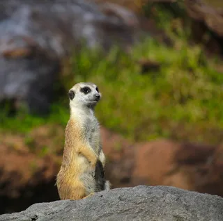 猫鼬，动物园，动物，野生动物，当心，看着