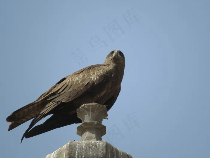 黑鸢，捕食者，野生动物，喙，猛禽，机翼