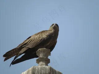 黑鸢，捕食者，野生动物，喙，猛禽，机翼