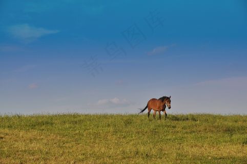 马，自由，自然，草地