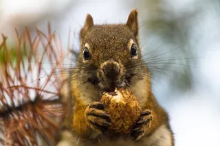 花栗鼠，黄石公园，黄石国家公园