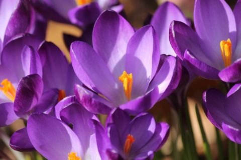 番红花，春天，紫色，开花，厂，关闭