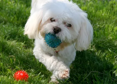 狗，白色，宠物，球