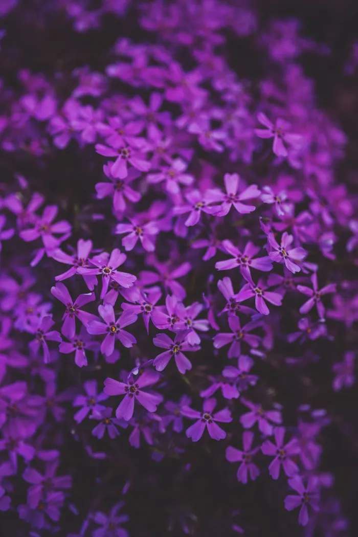 小，紫色，花，鲜花，植物，装饰，花园