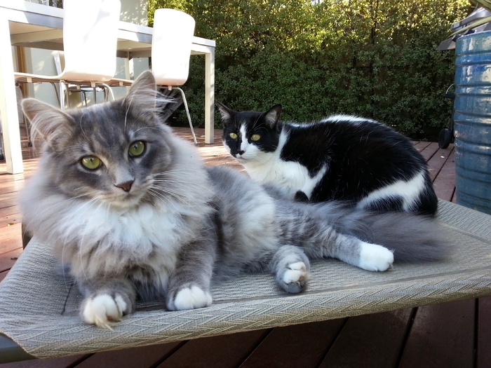 猫，猫，动物，宠物，灰色，眼睛