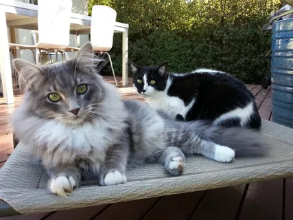 猫，猫，动物，宠物，灰色，眼睛